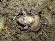 Крестовка-кавказская_5